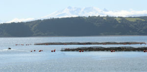 What you should know about aquaculture insurance