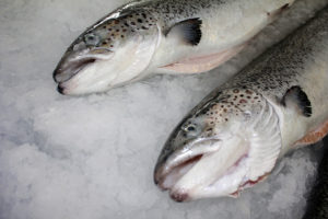 Oral vaccine delivery effective in reducing salmon diseases