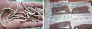 Local aquafeed development in Namibia