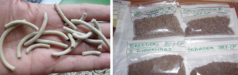 Article image for Local aquafeed development in Namibia