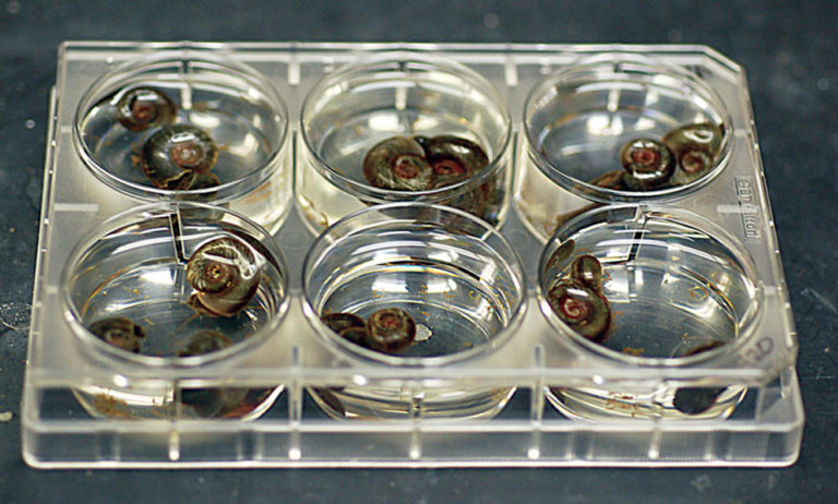 Article image for Tobacco dust: natural molluscicide for aquaculture applications