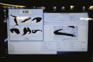 Optical counter provides accurate shrimp measurements