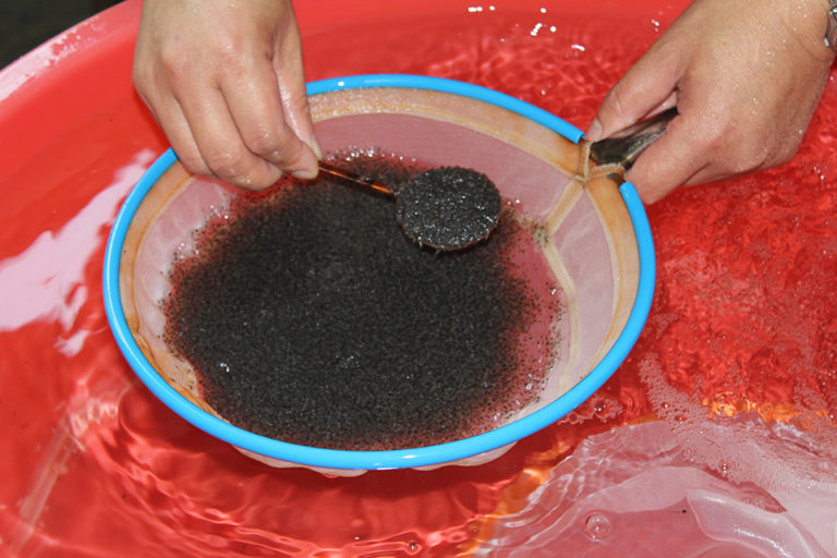 Article image for Shrimp hatchery production: myth vs. reality