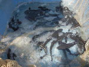 Soy products replace fishmeal in offshore cobia feed study
