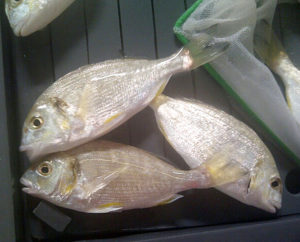 Practical feeds without fishmeal suitable for gilthead sea bream