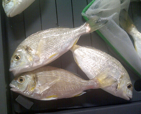 Article image for Practical feeds without fishmeal suitable for gilthead sea bream