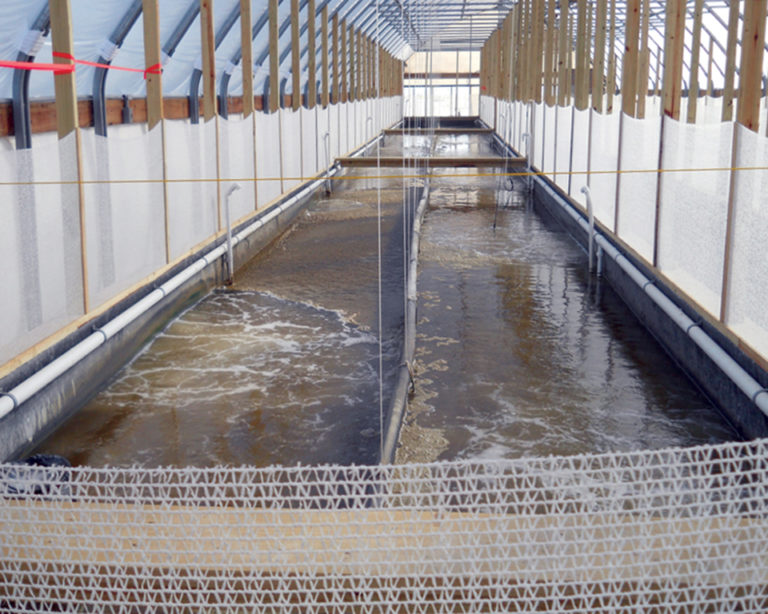 Article image for Texas research advances water treatment methods for intensive biofloc raceways