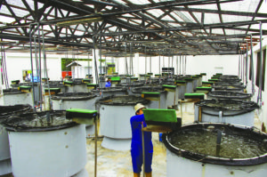 Brunei project develops technology for large black tiger shrimp production, part 4