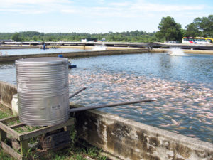 Consider feed quality, not just cost