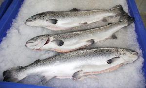 Patent law affects innovation in aquaculture
