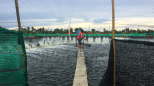 App aims to bring clarity to seafood traceability, social compliance data