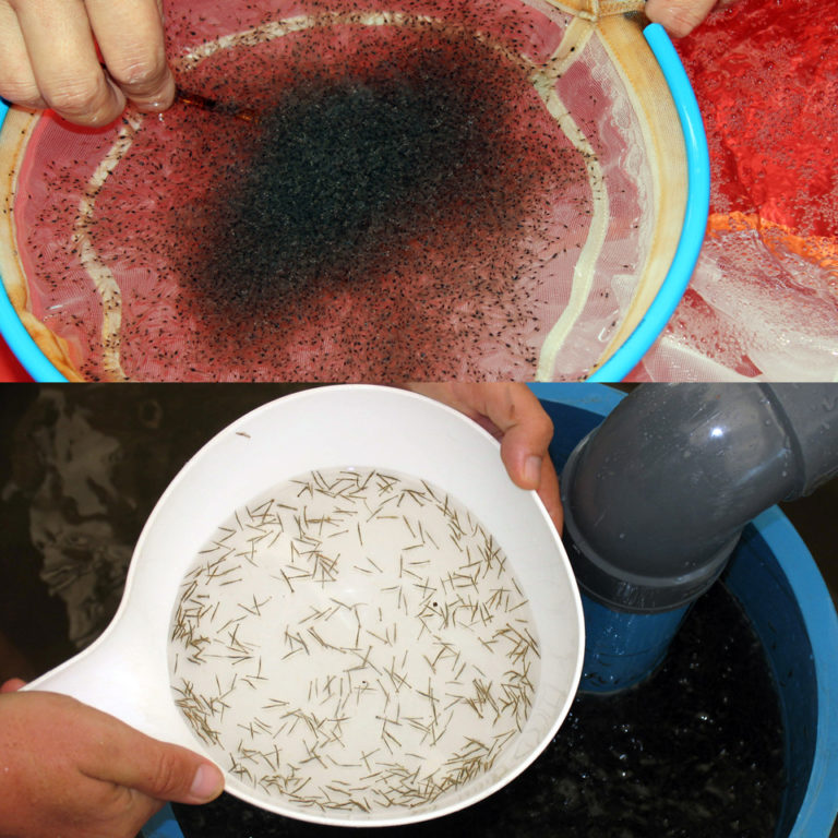 Article image for Shrimp postlarvae: Know your starting point