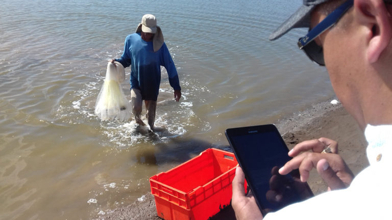 Article image for iQShrimp: Cloud-based, predictive software for shrimp farmers
