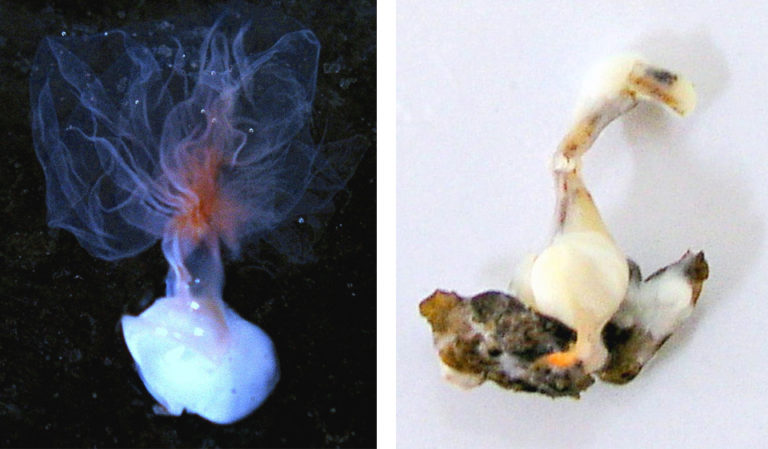 Article image for Spermatophore regeneration in black tiger shrimp