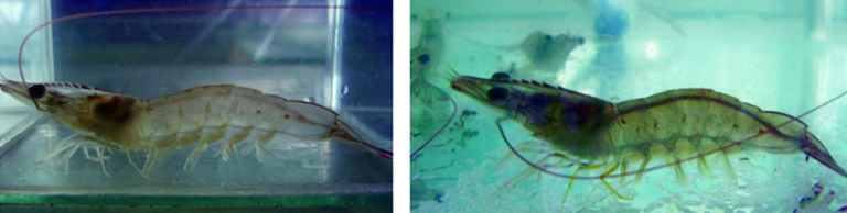 Article image for Temperature affects feeding behavior of Pacific white shrimp