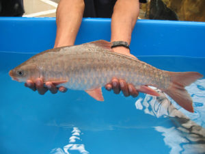 Malaysian mahseer: New candidate for Asian aquaculture?