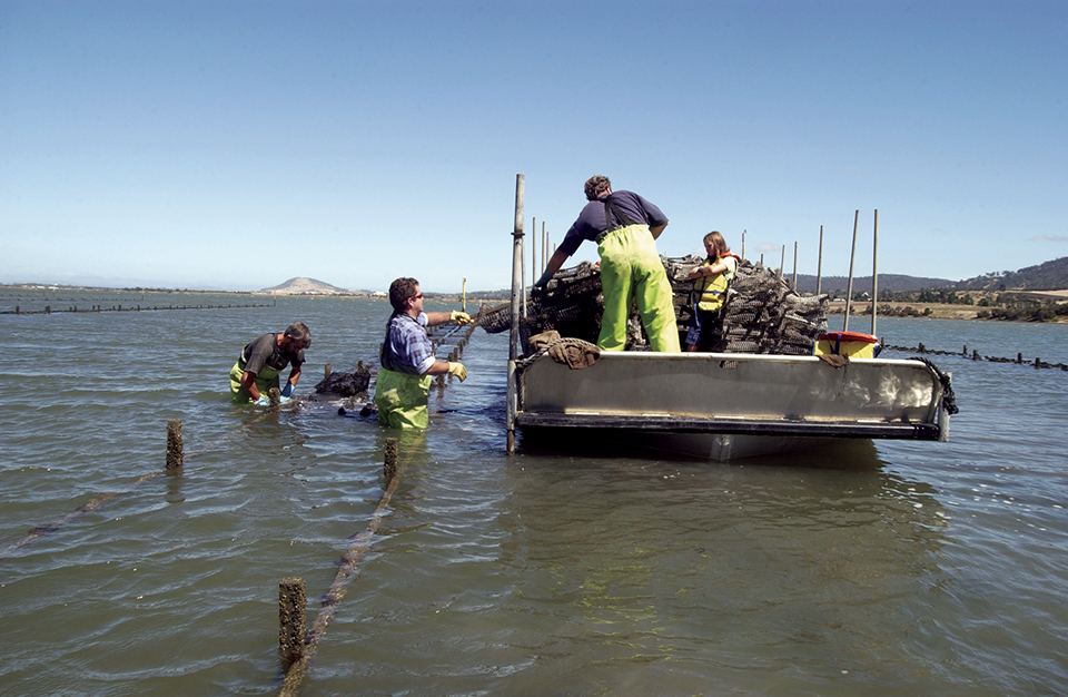 Article image for Pacific oyster selective breeding in Australia