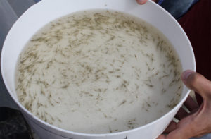 Evaluating commercial probiotic for juvenile Pacific white shrimp