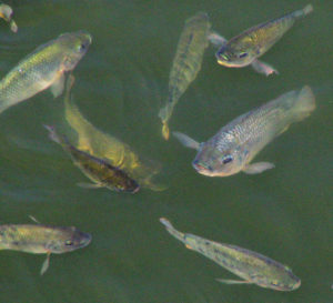Dietary potassium diformate improves growth performance of male Nile tilapia