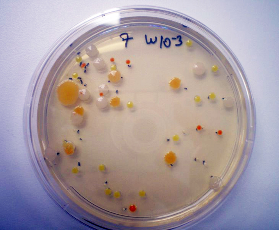 Article image for Probiotics, prebiotics in aquatic animals