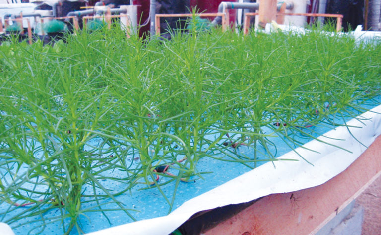 Article image for Integrated marine aquaculture-agriculture: Sea farming out of the sea