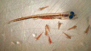 Live diets for larval fish, shrimp: Production, enrichment, feeding strategies