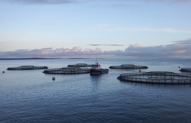 Article image for Scottish salmon leaders face mounting scrutiny, government inquiry