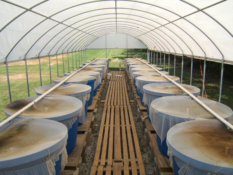 Article image for Grain distillers dried yeast in practical diets for juvenile Pacific white shrimp, part 2