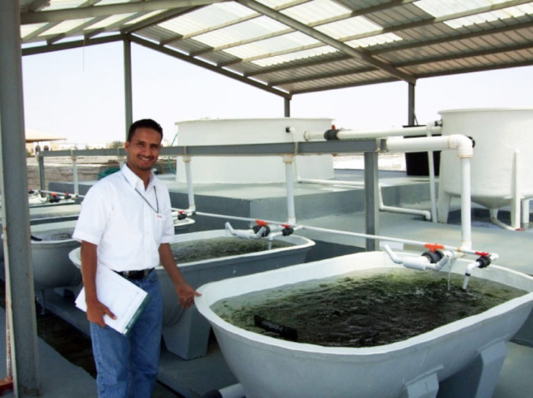 Article image for Tilapia aquaculture in Saudi Arabia