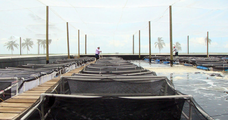 Article image for Inbreeding affects growth, survival, reproduction of Pacific white shrimp
