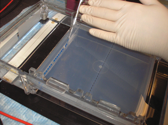 Article image for One-step PCR for white spot syndrome detection