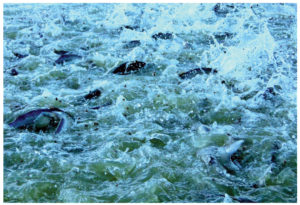 Oxygen management improves channel catfish growth, FCR