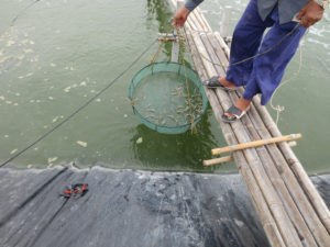 The unmet promise of pondside PCR
