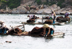 Gracilaria cultivation can provide bioremediation in Chinese mariculture