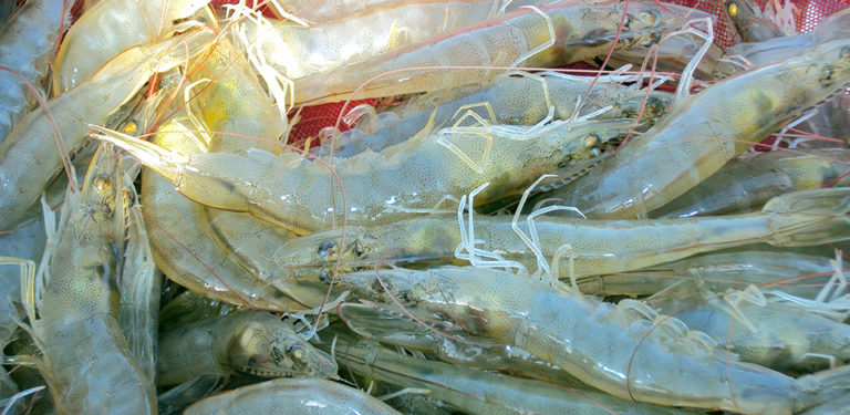 Article image for Genetics key to understanding shrimp growth rates