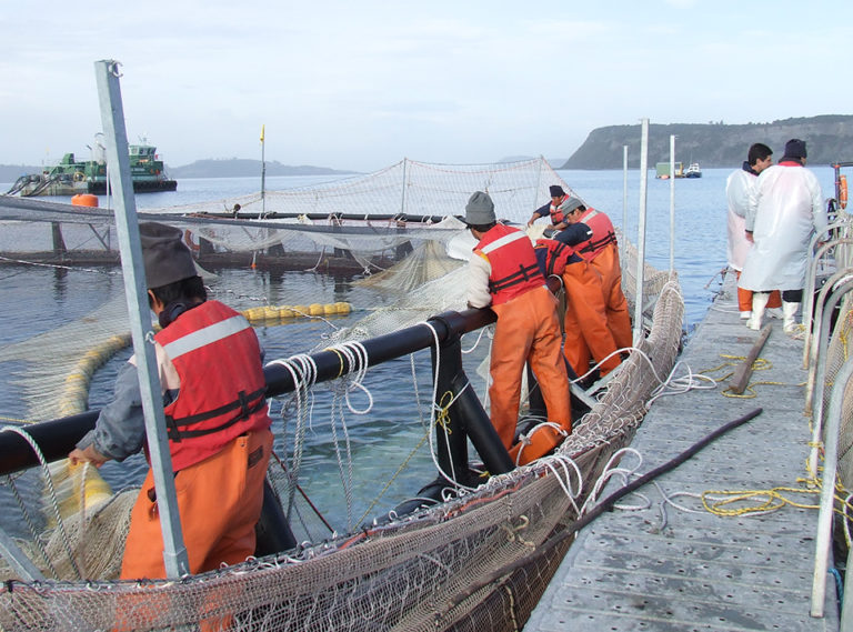 Article image for Chile’s salmon industry addresses health crises