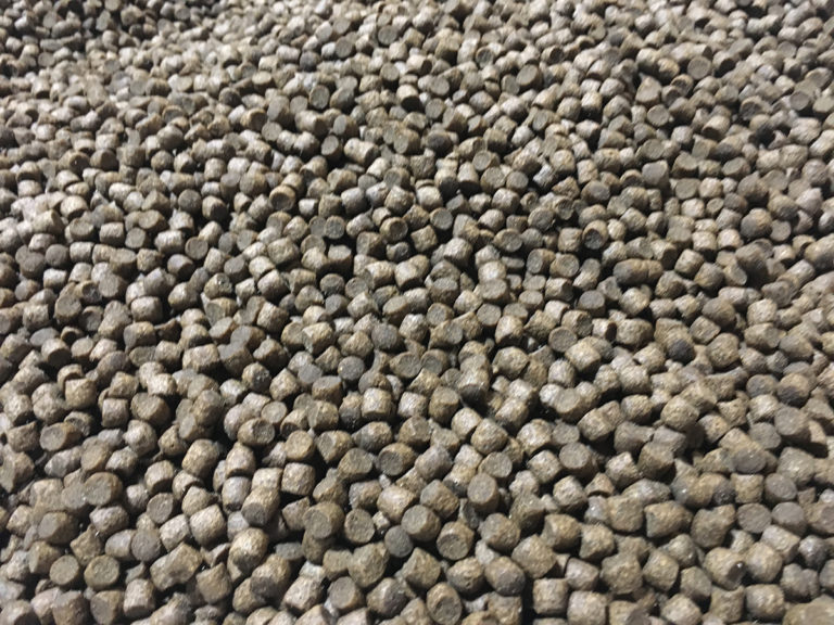 Article image for Protein conversion efficiency in aquaculture