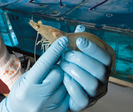 Article image for Biofloc: novel sustainable ingredient for shrimp feed