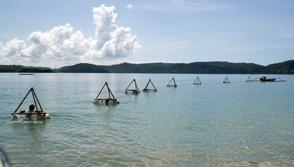 Article image for Lobster aquaculture in eastern Indonesia, part 2