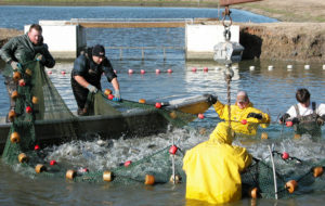 High-density split-pond systems offer high output, low maintenance
