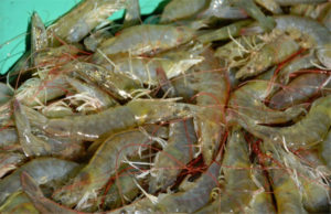 Intensive production of Pacific white shrimp in a photo-heterotrophic, hypersaline system, part 2