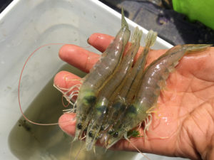 Global shrimp production review and forecast: Steady growth ahead