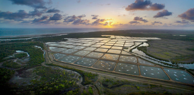 Article image for Bringing Australian aquaculture into view