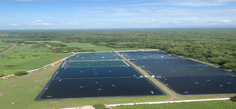 Article image for El cultivo de camarón en Guatemala se hace intensivo