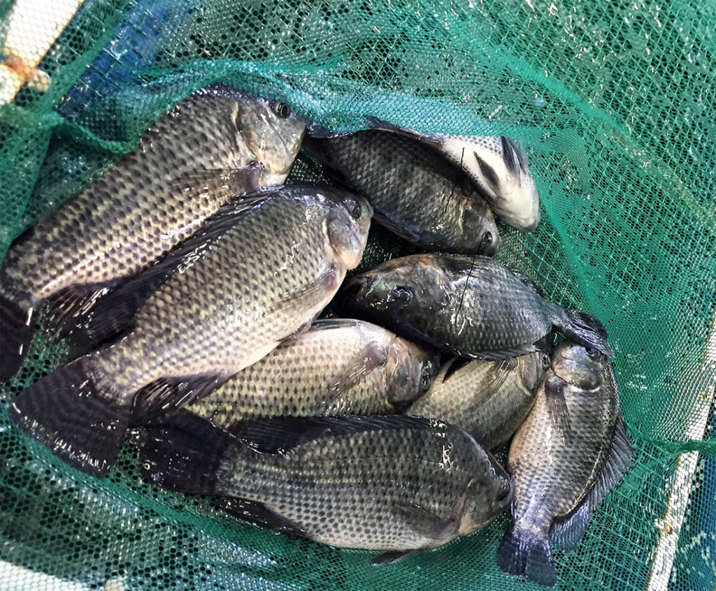 Article image for Effects of combining two exogenous carbohydrases on growth of Nile tilapia