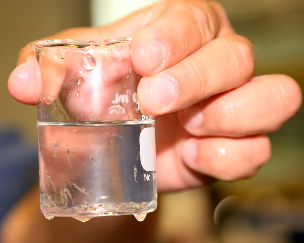 Article image for Comparing biofloc, clear-water and hybrid RAS systems as shrimp nurseries