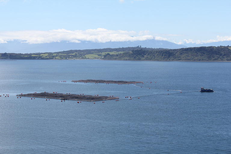 Article image for Global finfish production review and forecast: Nearly doubled in a decade
