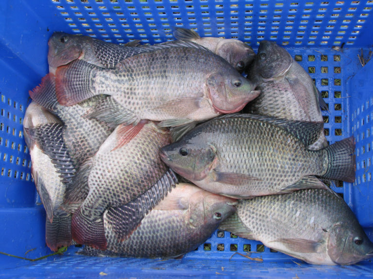 Article image for Revisión y pronóstico de la producción mundial de peces: casi se duplicó en una década