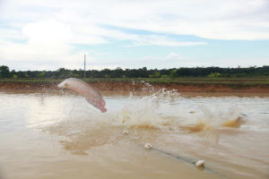 Changing the production chain of Amazonian pirarucu