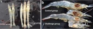 Emerging disease: Shrimp Hemocyte Iridescent Virus (SHIV)